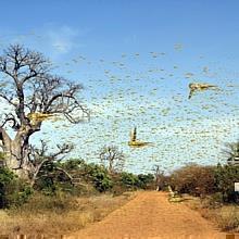 Die afrikanische Wanderheuschrecke fliegt in grossen Schwärmen.